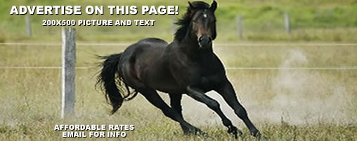 Equestrian Summer Camps in Michigan