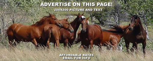 Horseback Riding Montana