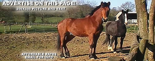 Overnight Horse Boarding in West Virginia