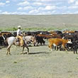 Washington Cattle Drives