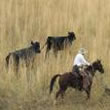 Wyoming Cattle Drives